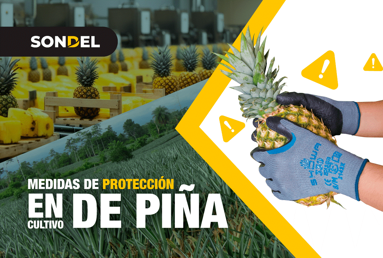 Riesgos en el cultivo de piña y cómo prevenirlos